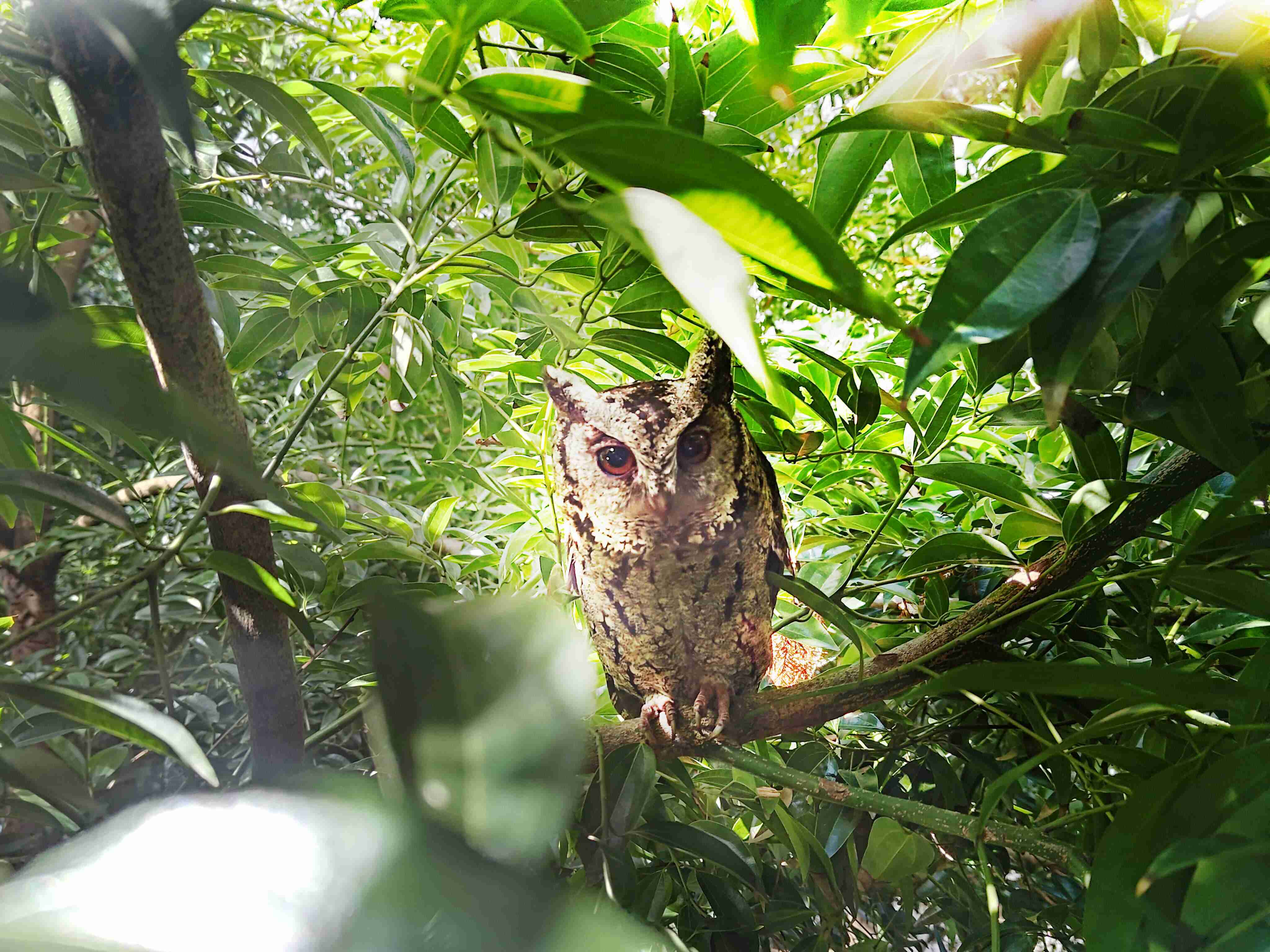 龙门国际致力提倡净零绿生活，，，16年以来在全球各厂区植树逾百万棵，，，，造就各厂区树木蔚然成林，，，犹如森林工厂，，，，成为许多生物的栖息地